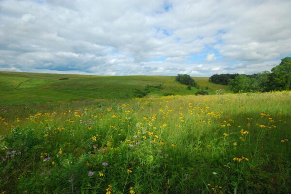 A rolling prairie with yellow wildflowers throughout
