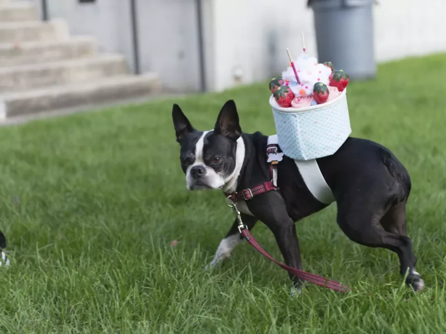 A Boston Terrier wearing a small fabric cake on its back gives the camera a cold stare.
