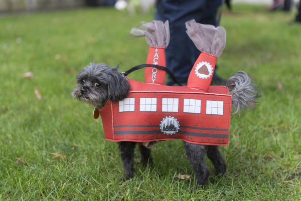 An embarrassed looking dog in a red poop factory costume