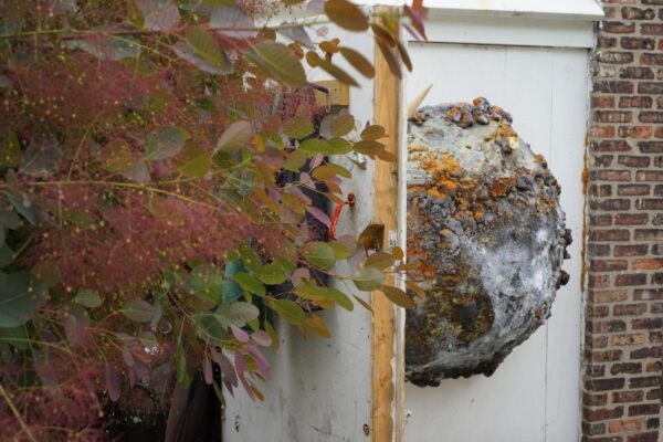 A sculpture half circle that resembles a planet or moon hanging on a white wall peeks out from behind a door and tree displaying fall colors