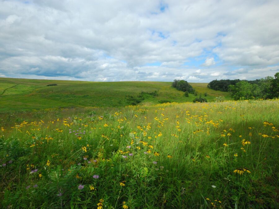 A rolling prairie with yellow wildflowers throughout