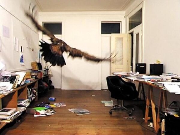 A raptor flying in a messy office