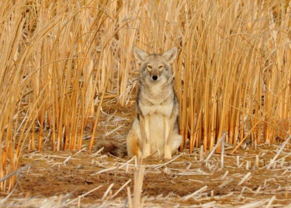 An adult coyote sits among tall yellow grass, blending in to its surrounds with its tan fur
