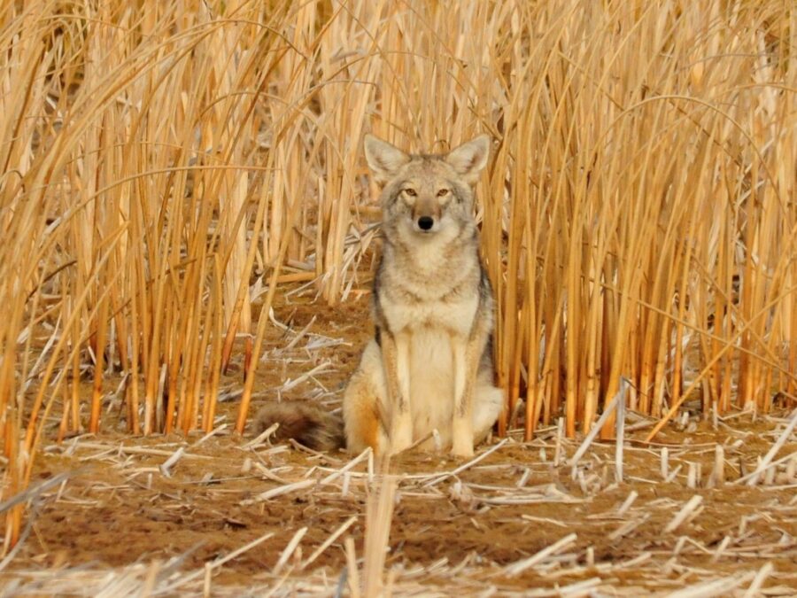 An adult coyote sits among tall yellow grass, blending in to its surrounds with its tan fur