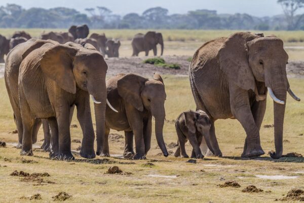 Two large and two small elephants in a prairie with other elephants in groups behind them