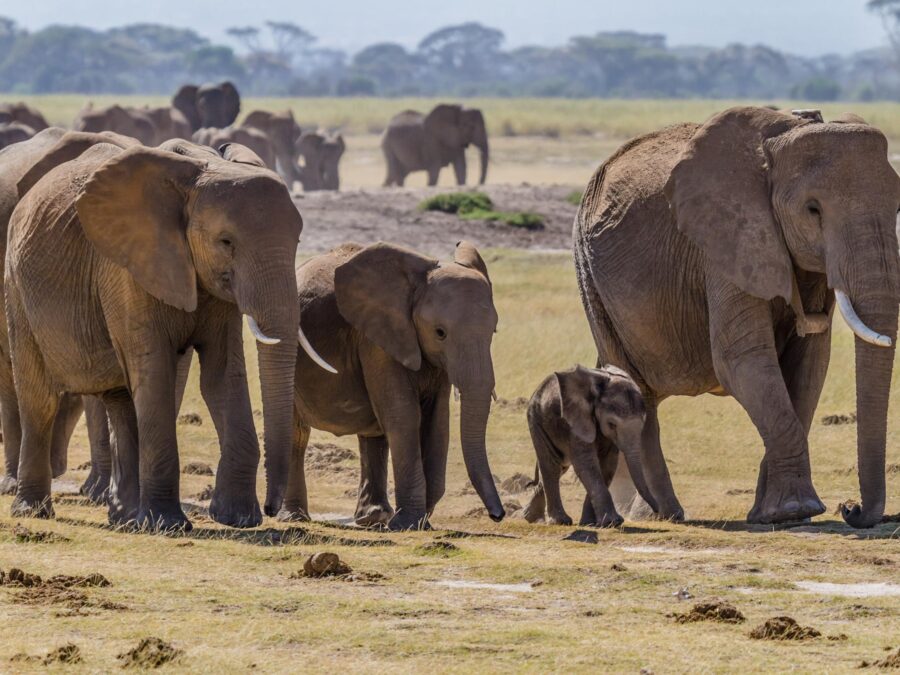 Two large and two small elephants in a prairie with other elephants in groups behind them