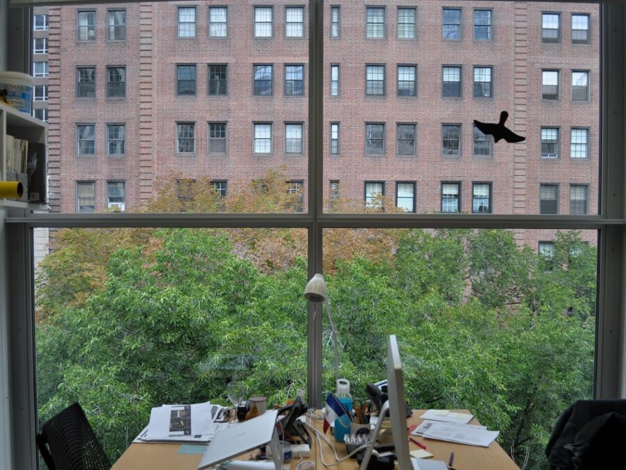 Black bird stickers on a four paned window in an office with two work stations