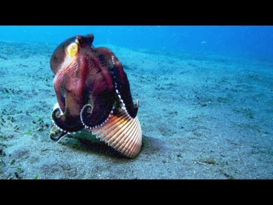 Clear underwater shot of a purplish octopus holding a large clam