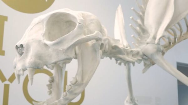 Close up of a house cat skeleton's head