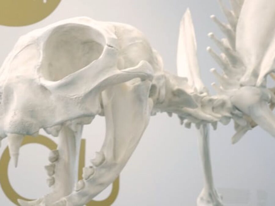 Close up of a house cat skeleton's head