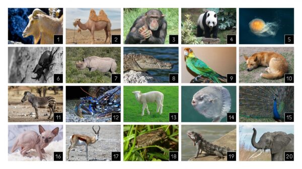 A four by five grid of numbered images of animals