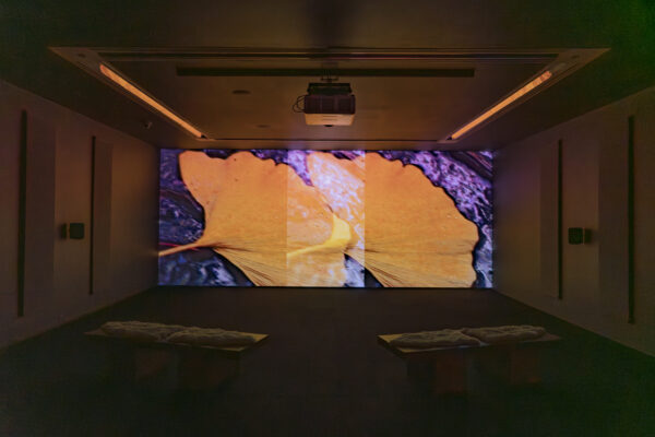 A double image of a golden Gingko leaf is projected onto a screen in a dark room