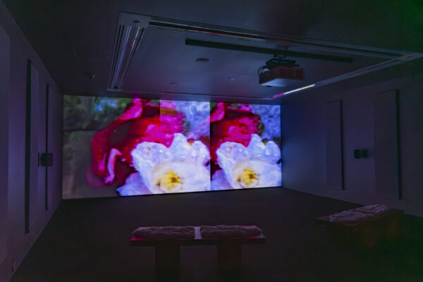 A double image of two flowers is projected onto a screen in a dark room