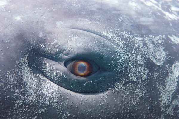 Close up of a whale's eye