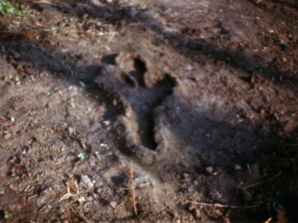 The outline of a human amid a landscape of dirt.