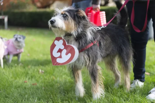 A shaggy dog with a grey, tan, and white coat stares off into the distance with a Ty Beanie Baby tag around its neck.