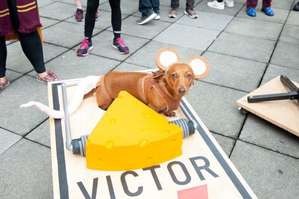 A tan Daschund Hound wearing large mouse ears sits on an oversized mouse trap labeled Victor with a large foam cheese in front of it
