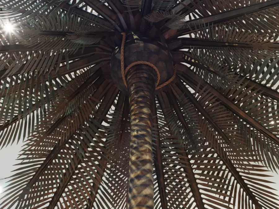 looking up from the base of a palm tree with ropes looped just below the canopy