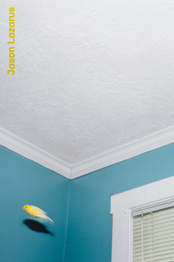 A yellow bird in flight in the corner of a teal painted room with white accents. Barely visible is yellow text in the top left corner reading Jason Lazarus.