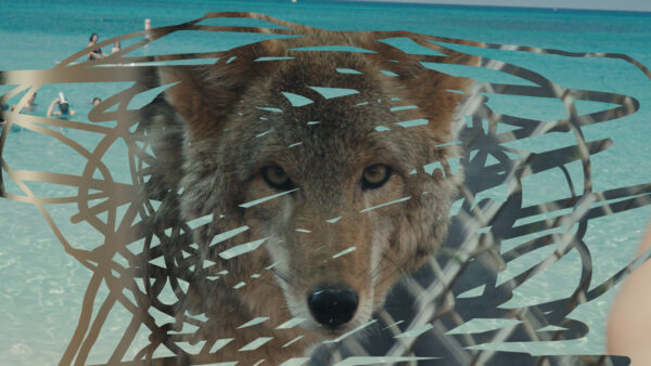 An image of a wolf revealed through the scribbles of an online drawing tool