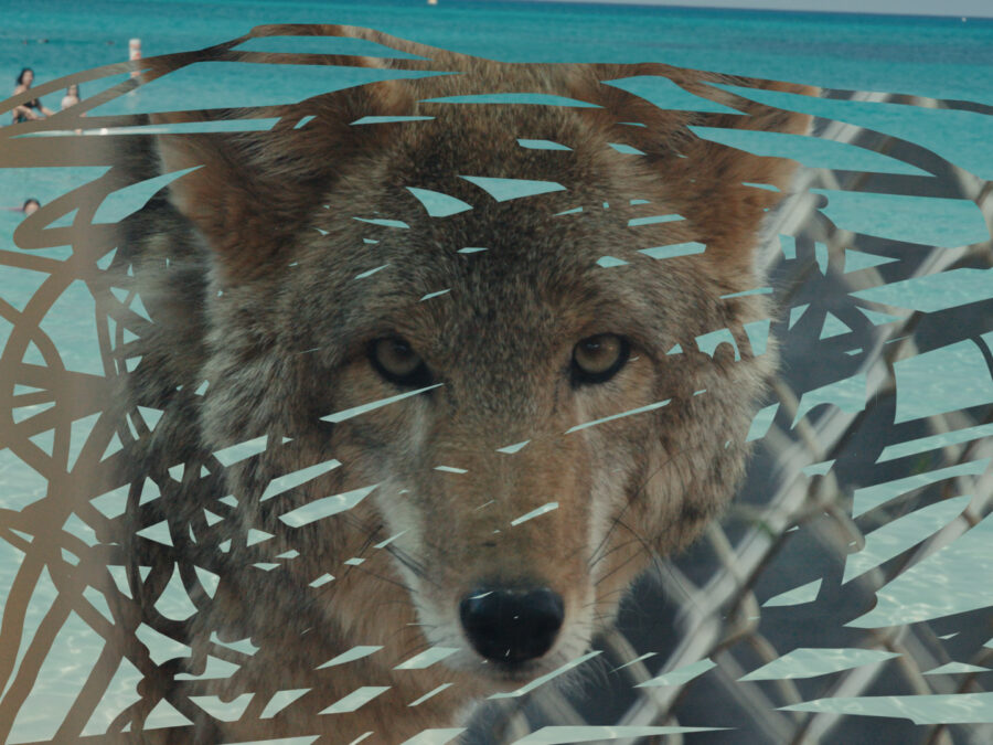 An image of a wolf revealed through the scribbles of an online drawing tool