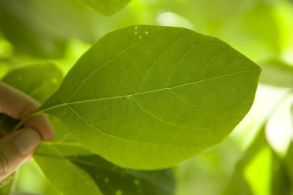 A light-skinned person holds a bright green leaf between their first finger and thumb close to the camera so that all veins and details of the leaf are visible.