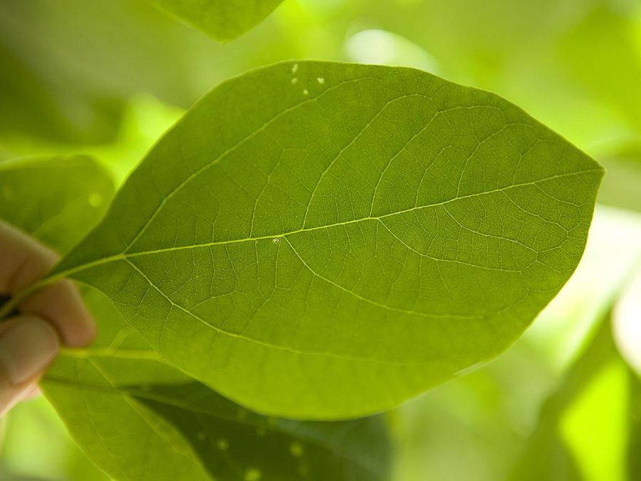A light-skinned person holds a bright green leaf between their first finger and thumb close to the camera so that all veins and details of the leaf are visible.
