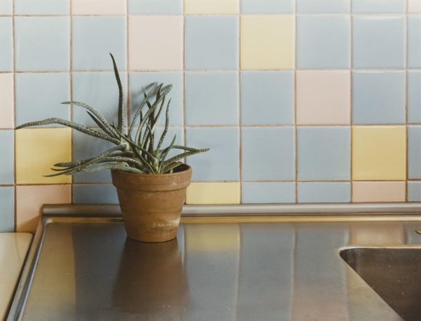 A plant a top of stainless steel counter with a backsplash of square pastel tiles, mainly blue, but diagonal accents of pink and yellow