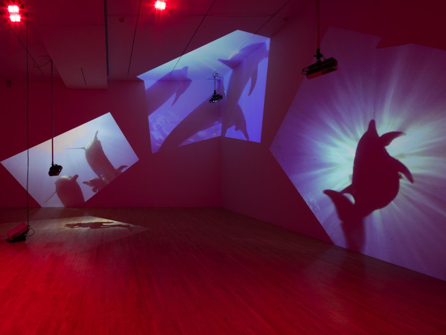 A gallery installation featuring three videos of dolphins underwater projected on the walls and floor. The projectors are visibly suspended at varied heights in the magenta-colored room.