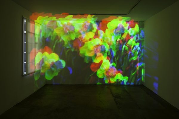 An image of daffodils is projected on the wall of an empty gallery. The image covers the entire wall, and is made of three overlapping projections in red, green, and blue, creating a picture that distorts the flowers.