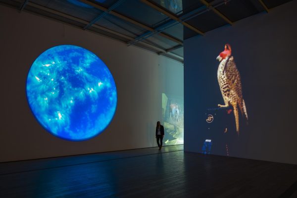A person walks into an open gallery with large, wall-size video projections shown on two walls. One projection shows a luminous blue planet floating in black space; the other features a brown feathered falcon with a red mask on its head, as it undergoes falconry training.