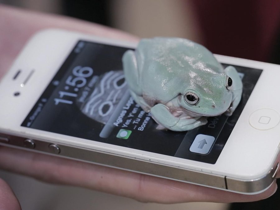A frog sits on a cellphone, partially obscuring its lit screen; the cellphone rests on a person's outstretched palm.