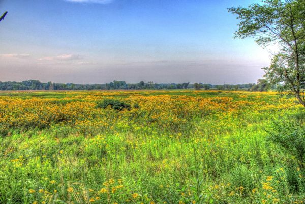 A stylized image of a prairie with a large grouping of yellow wildflowers in the background, and bright green grass in the foreground