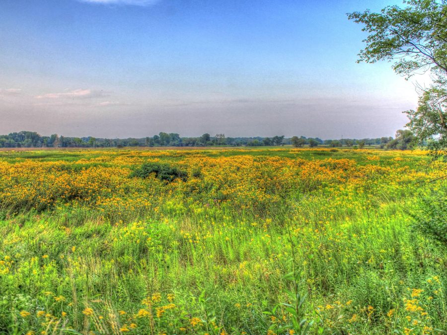 A stylized image of a prairie with a large grouping of yellow wildflowers in the background, and bright green grass in the foreground