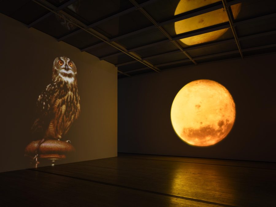 Enormous video projections of an owl and a glowing yellow moon fill two adjoining walls of a dark room.