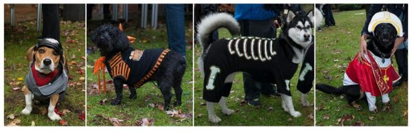 Four dogs wearing costumes appear in a row.