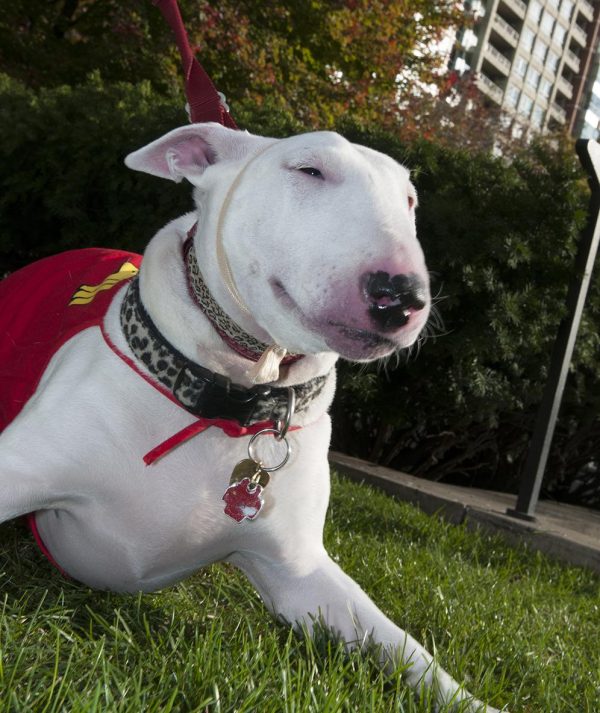 A dog dressed as a superhero with a red cape and harness, lying on grass with city buildings in the background.