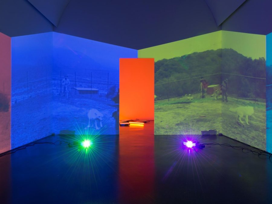You are in a room with four projections of similar images of two wolves in muted, jewel tones. Two projectors on the floor project at you. In the middle of the room is a door leading to another brightly lit gallery.