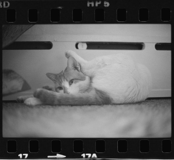 A black-and-white 35 mm film frame features a cat lying on the floor with its hind leg stretched over its head.
