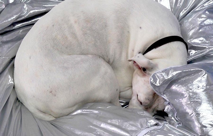 A white dog sleeps curled up on a puffy, metallic silver blanket.