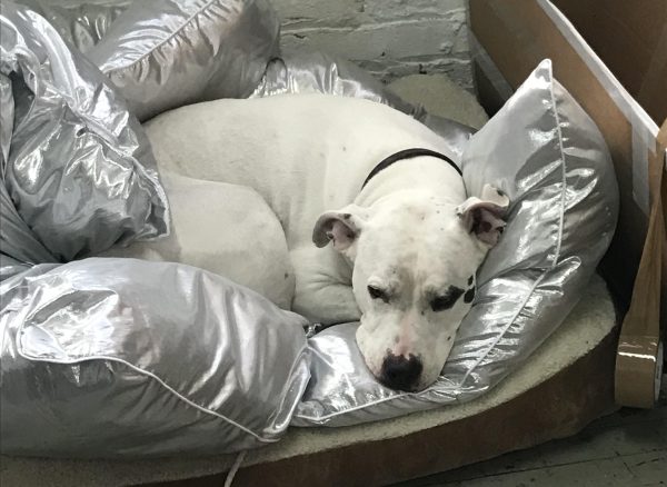 A white dog with black spots on its face rests on a puffy, metallic silver blanket.
