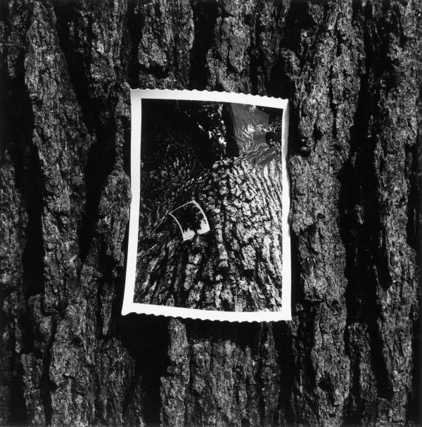A black and white photograph of a tree trunk with a photograph of a tree trunk with a photograph on it
