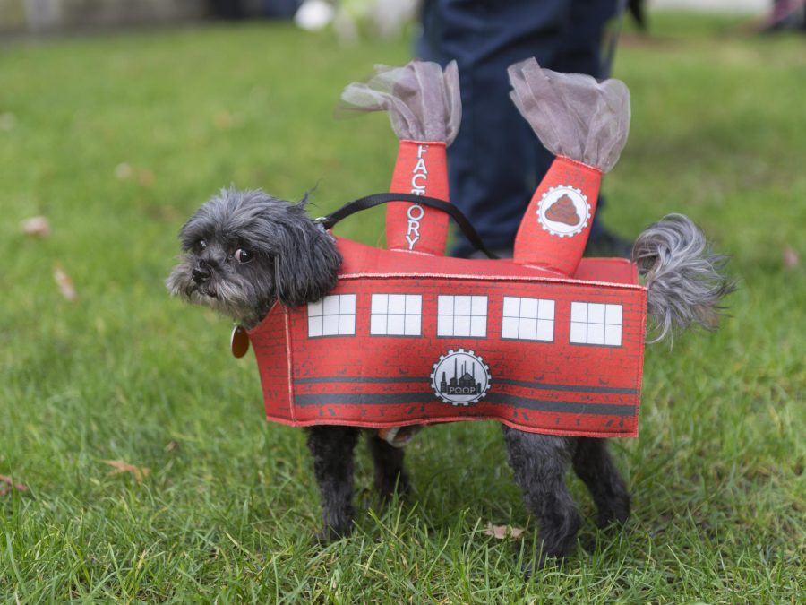 An embarrassed looking dog in a red poop factory costume